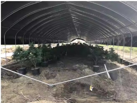 Blackout Greenhouse